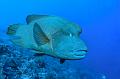 diving,underwater,fish,picture,lion fish,humphead wrasse