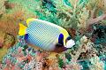 diving,underwater,fish,picture,Emperor angelfish