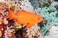 diving,underwater,fish,picture,Bigeye fish