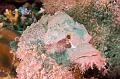 diving,underwater,fish,picture,scorpionfish