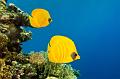diving,underwater,fish,picture,butterlfy fish