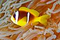 diving,underwater,fish,picture,anemonefish