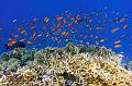 diving,underwater,fish,picture,anthias fish