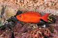 diving,underwater,fish,picture,Bigeye fish