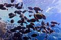diving,underwater,fish,picture,Surgeaon Fish