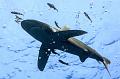 diving,underwater,fish,picture,egypt,shark