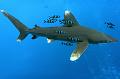diving,underwater,fish,picture,egypt,shark