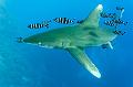 diving,underwater,fish,picture,egypt,shark