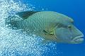 diving,underwater,fish,picture,lion fish,humphead wrasse