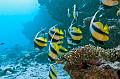 diving,underwater,fish,picture,Banner Fish