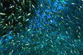 diving,underwater,fish,picture,shool fish