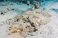 diving,underwater,fish,picture,Crocodilefish