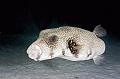 diving,underwater,fish,picture,Porcupine Fish