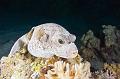 diving,underwater,fish,picture,Porcupine Fish