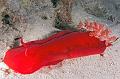 diving,underwater,fish,picture,Spanish Dancer Nudibranch,slug