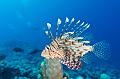 diving,underwater,fish,picture,lion fish