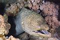diving,underwater,fish,picture,moray fish