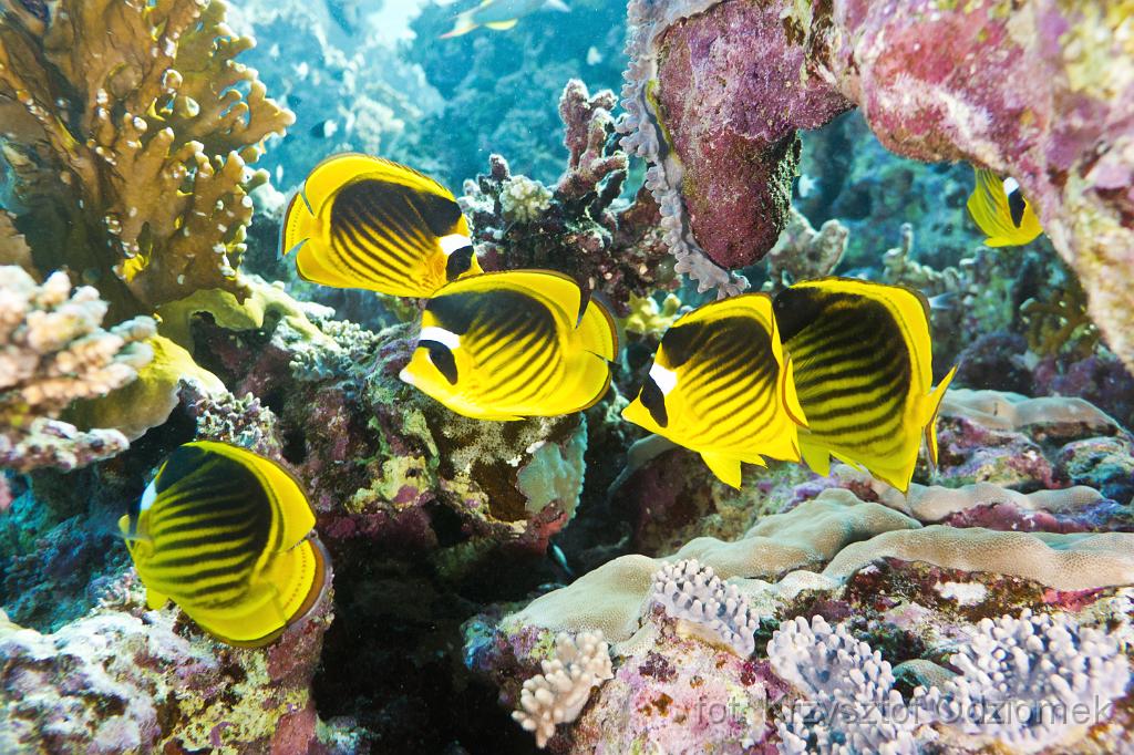 Egypt - Red Sea raccoon butterflyfish,Egypt,diving,underwater,fish,gallery,coral,reef,