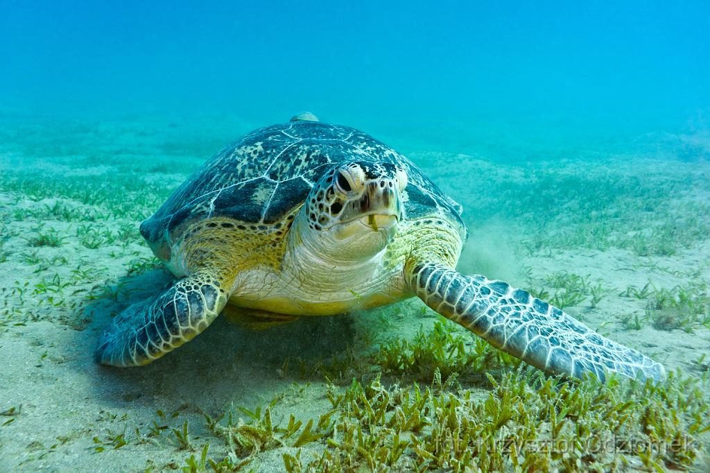 Big green turtle,Egypt,diving,underwater,fish,gallery,coral,reef,