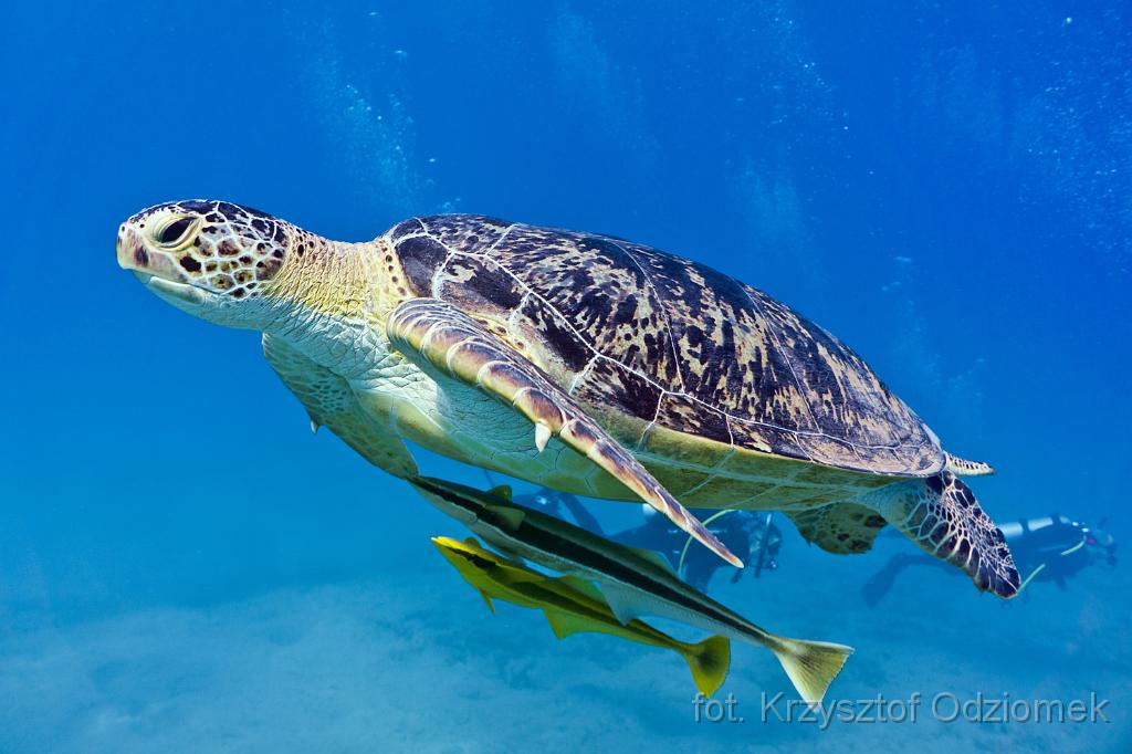 green turtle,Egypt,diving,underwater,fish,gallery,coral,reef,