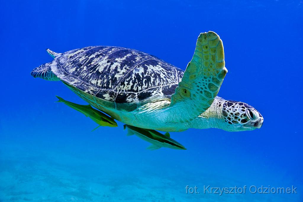 green turtle,Egypt,diving,underwater,fish,gallery,coral,reef,