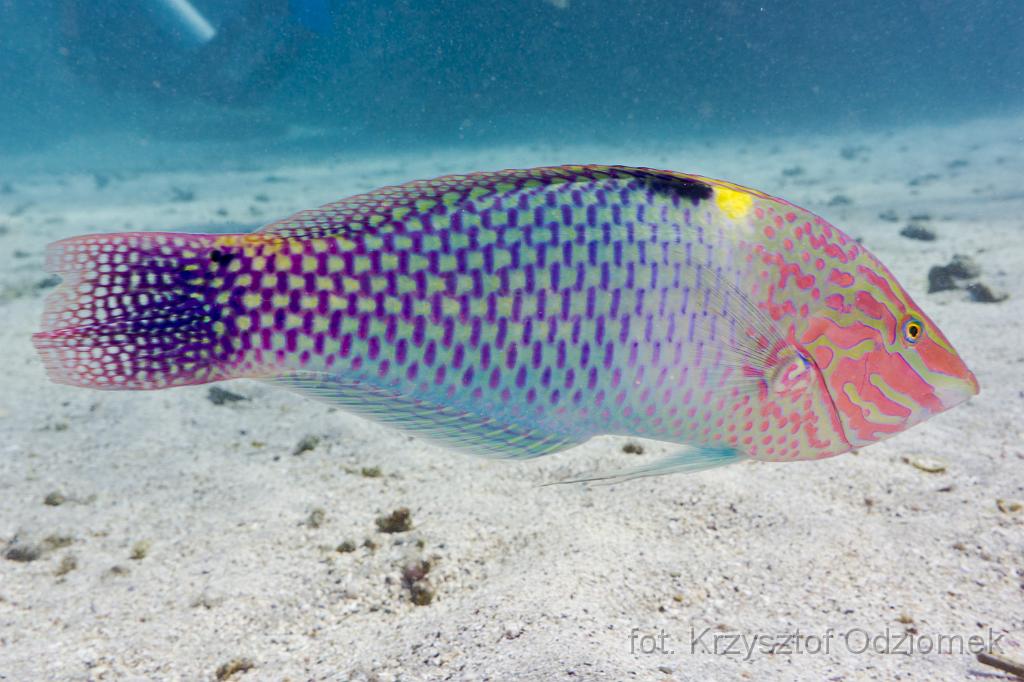 Slingjaw Wrasse Fish,Egypt,diving,underwater,fish,gallery,coral,reef,