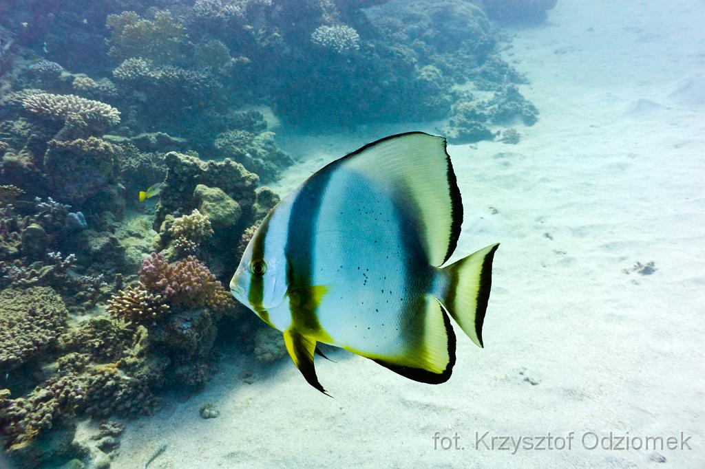 Longfin BatfishEgypt,diving,underwater,fish,gallery,coral,reef,