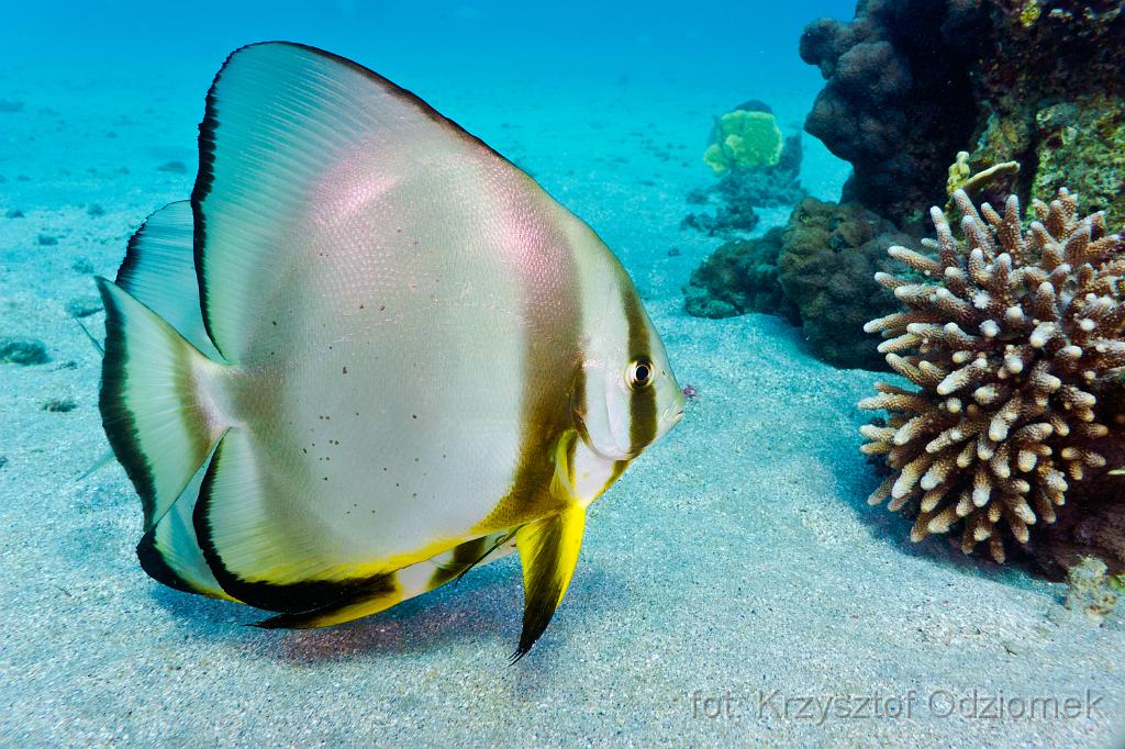 Longfin BatfishEgypt,diving,underwater,fish,gallery,coral,reef,