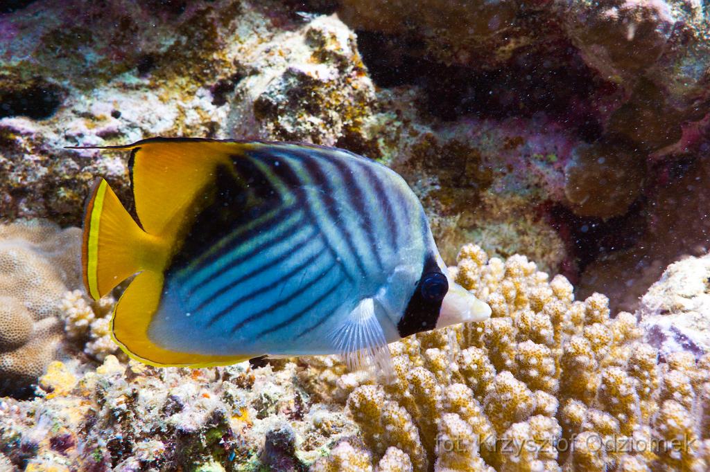 Threadfin butterflyfishEgypt,diving,underwater,fish,gallery,coral,reef,