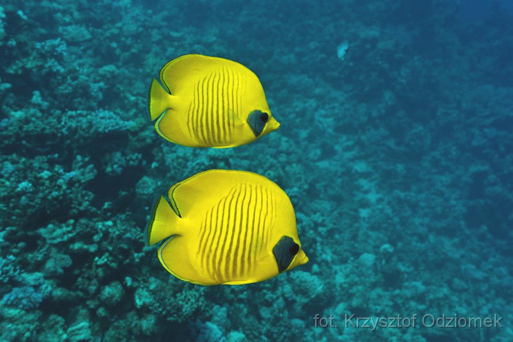 school of butterfly fish,Egypt,diving,underwater,fish,gallery,coral,reef,