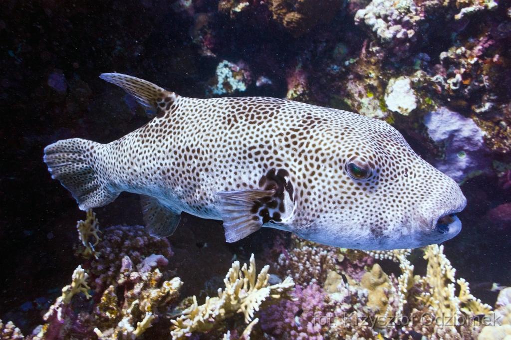 Big porcupine fish,Egypt,diving,underwater,fish,gallery,coral,reef,