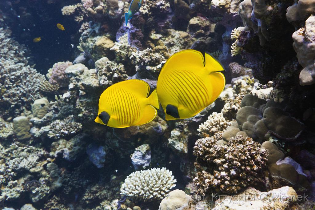 school of butterfly fish,Egypt,diving,underwater,fish,gallery,coral,reef,