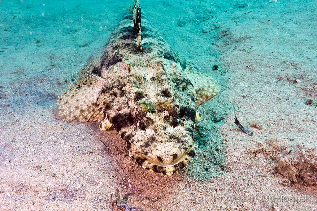 Crocodile fish on the sand,Egypt,diving,underwater,fish,gallery,coral,reef,