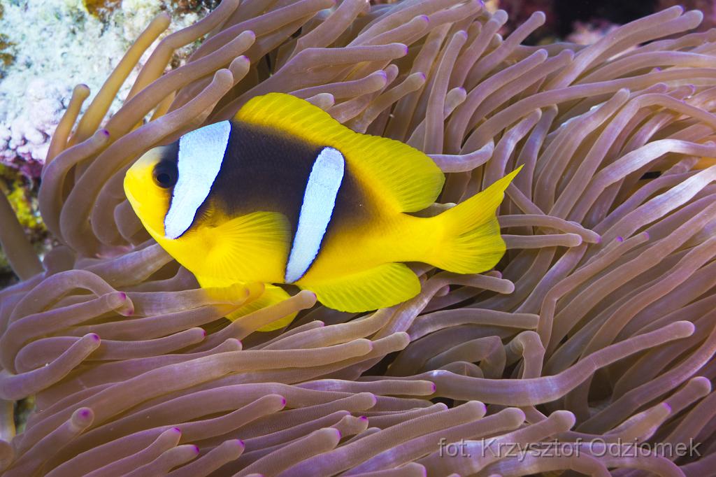 anemonefish,clownfish,Egypt,diving,underwater,fish,gallery,coral,reef,