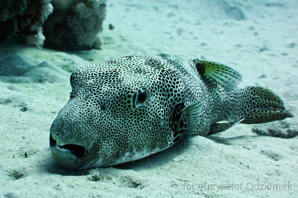 Big porcupine fish,Egypt,diving,underwater,fish,gallery,coral,reef,