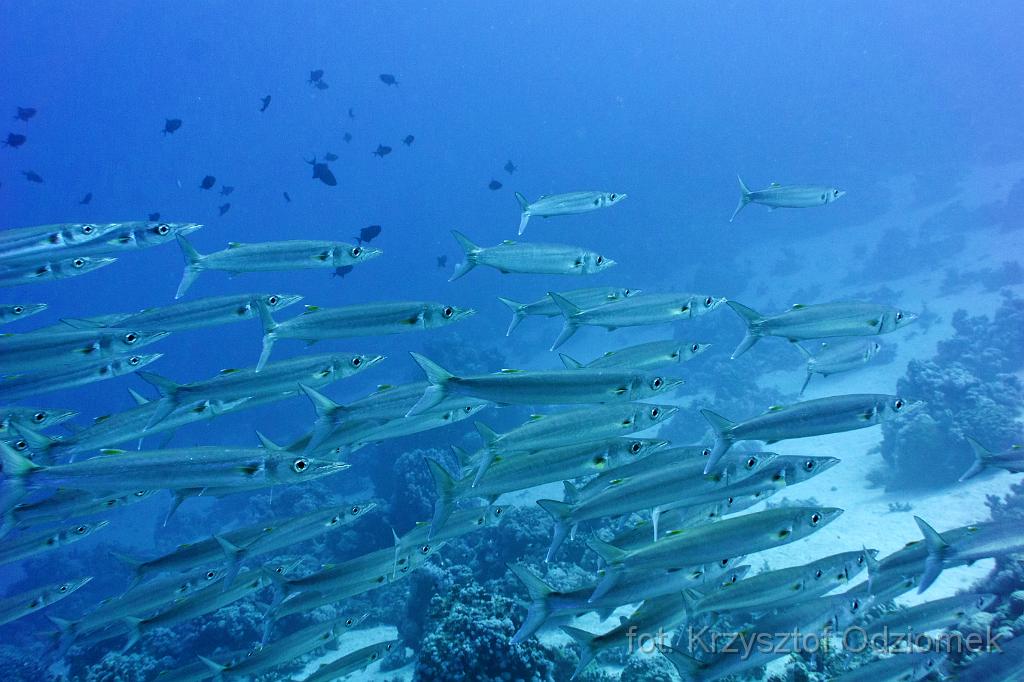 School of Barracuda fish,Egypt,diving,underwater,fish,gallery,coral,reef,