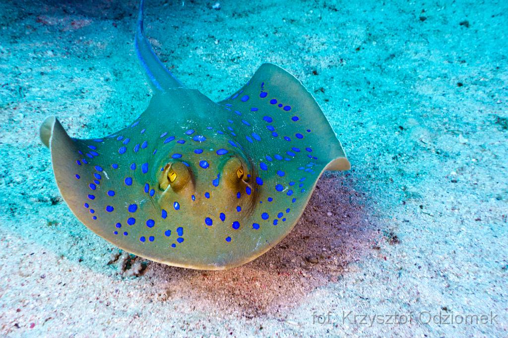 stingray on the sand,Egypt,diving,underwater,fish,gallery,coral,reef,