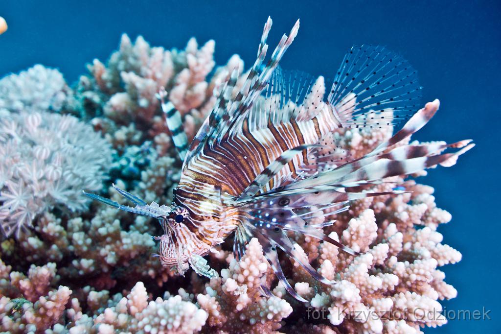 Lionfish on the hard coral reef,Egypt,diving,underwater,fish,gallery,coral,reef,