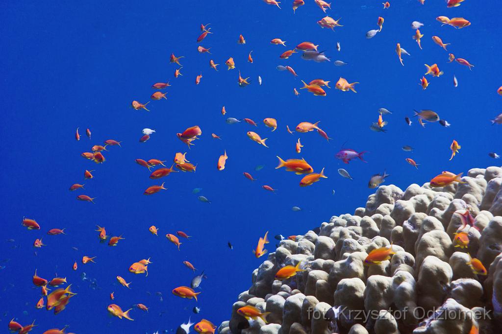 school of anthias fish on the coral reef,Egypt,diving,underwater,fish,gallery,coral,reef,