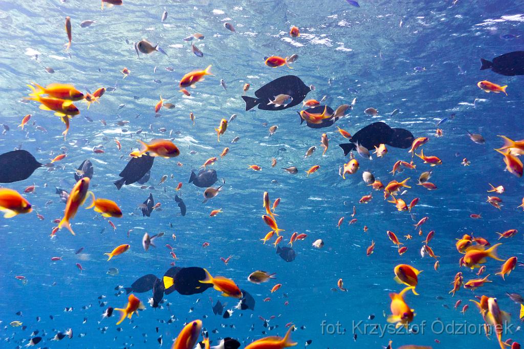 Sailfin surgeonfish and anthias fish in the blue,Egypt,diving,underwater,fish,gallery,coral,reef,