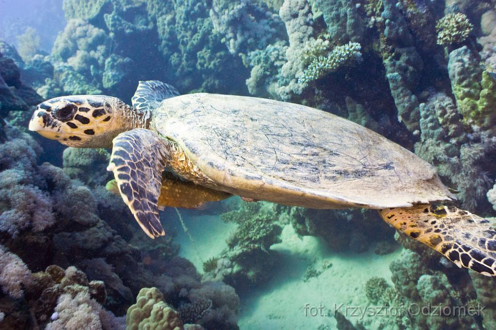 sea green turtle,Egypt,diving,underwater,fish,gallery,coral,reef,