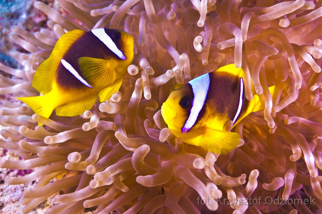 anemonefish,clownfish,Egypt,diving,underwater,fish,gallery,coral,reef,