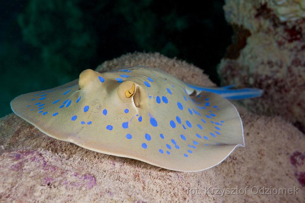 stingray on the sand,Egypt,diving,underwater,fish,gallery,coral,reef,