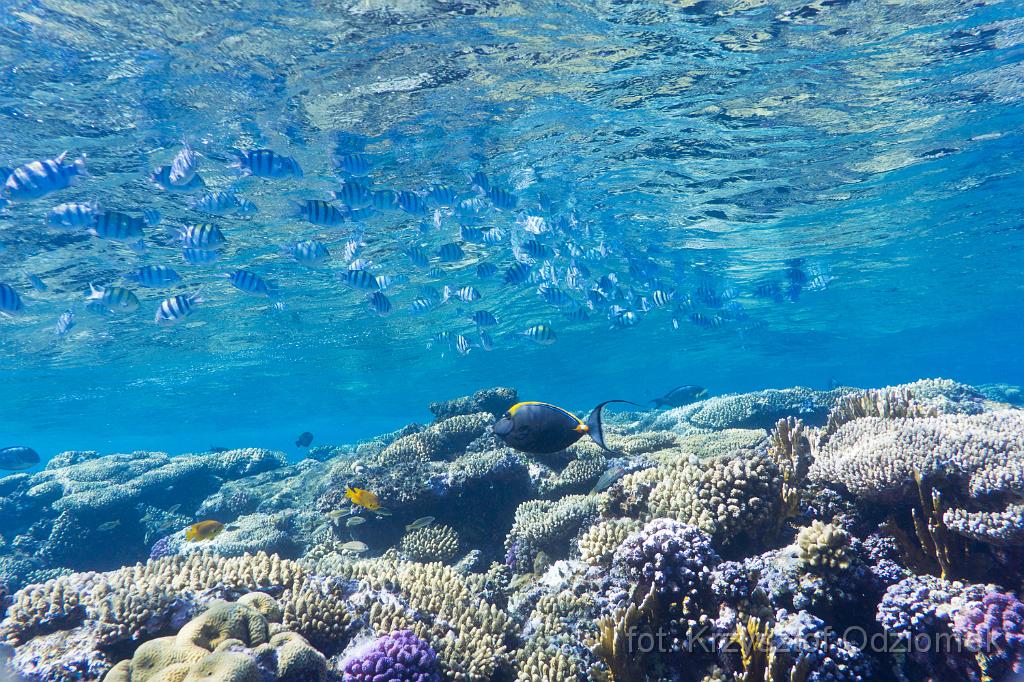School of Sergent Major fish,Egypt,diving,underwater,fish,gallery,coral,reef,