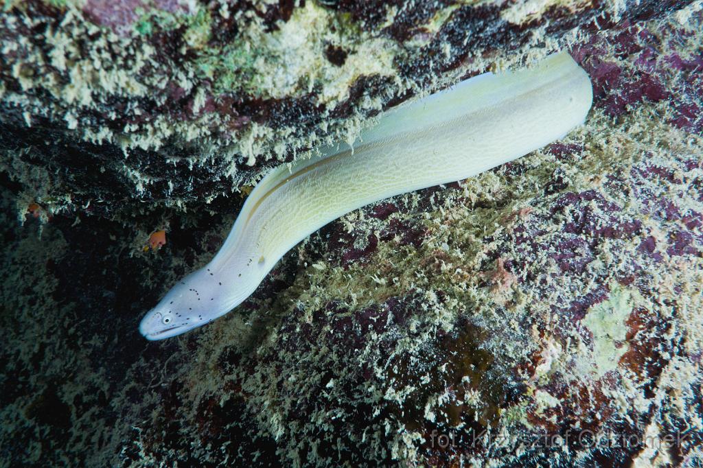 Grey moray eel on the coral reef,Egypt,diving,underwater,fish,gallery,coral,reef