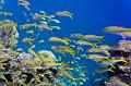 Egypt,diving,underwater,fish,gallery,coral,reef,Shoal Of Yellow Goatfish