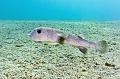 Egypt,diving,underwater,fish,gallery,coral,reef,Porcupine fish