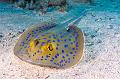 stingray on the sand,Egypt,diving,underwater,fish,gallery,coral,reef,school of anthias fish on the coral reef