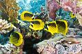 Red Sea raccoon butterflyfish,Egypt,diving,underwater,fish,gallery,coral,reef