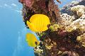 school of butterfly fish,Egypt,diving,underwater,fish,gallery,coral,reef